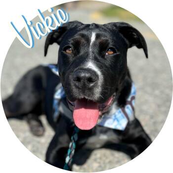 Rescue Rottweiler and Pit Bull Terrier Dogs for Adoption in Wasilla, Alaska - Vickie | PetCurious