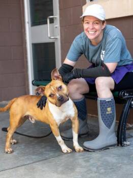 Mixed Breed Dogs Available for Adoption in Chamblee, Georgia - Shorty Short- IN FOSTER | PetCurious