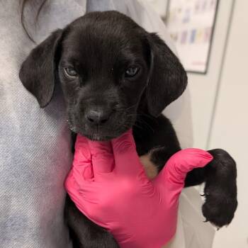 Ponce -  Mixed Breed Dog for Adoption in Greenville, South Carolina - Ponce | PetCurious
