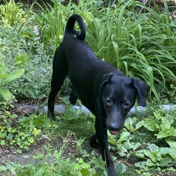 Rescue Retriever and Mixed Breed Dogs for Adoption in Minneapolis, Minnesota - Theo | PetCurious
