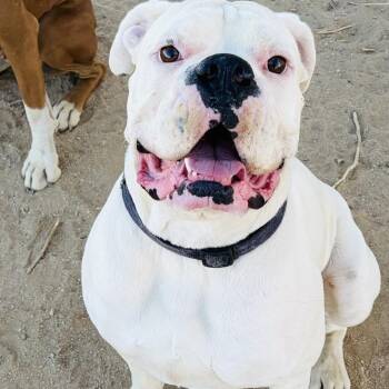 Kittle -  Boxer Dog for Adoption in Woodinville, Washington - Kittle | PetCurious