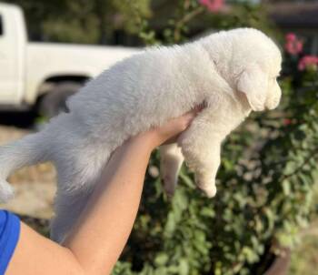 Rescue Great Pyrenees Dogs for Adoption in Kiowa, Oklahoma - Tygra | PetCurious