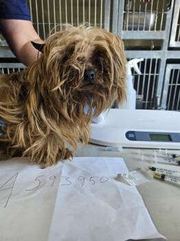 Yorkshire Terrier Dogs Available for Adoption in Orlando, Florida - MAY | PetCurious