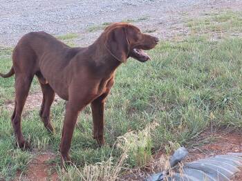Red Ranger -  Redbone Coonhound Dog for Adoption in Tulsa, Oklahoma - Red Ranger | PetCurious