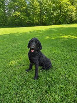 Prince Pepper -  Standard Poodle and Labrador Retriever Dog for Adoption in Nashville, Tennessee - Prince Pepper | PetCurious