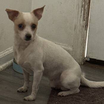 Scuttle -  Chihuahua Dog for Adoption in Folkston, Georgia - Scuttle | PetCurious