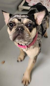 KHALESSI -  French Bulldog Dog for Adoption in Boston, Massachusetts - KHALESSI | PetCurious