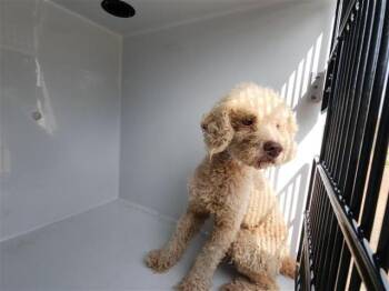 A659528 -  Poodle and Mixed Breed Dog for Adoption in Houston, Texas - A659528 | PetCurious