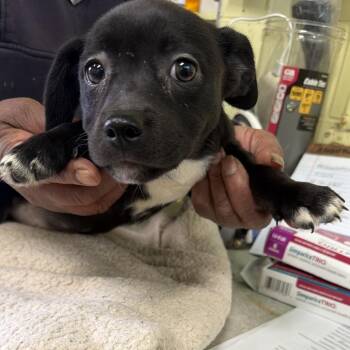 Mya -  Labrador Retriever and Mixed Breed Dog for Adoption in Valparaiso, Indiana - Mya | PetCurious