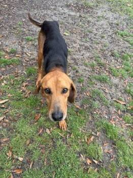 James Madison -  Hound and Mixed Breed Dog for Adoption in Conway, South Carolina - James Madison | PetCurious
