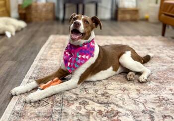 Foxhound and Mountain Cur Dogs Available for Adoption - Dolly Duchess | PetCurious