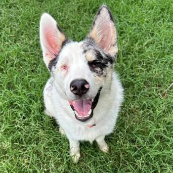 Andy -  Australian Shepherd Dog for Adoption in Yukon, Oklahoma - Andy | PetCurious