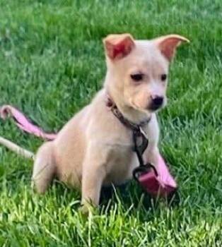 Goosie -  Chihuahua Dog for Adoption in Orland Park, Illinois - Goosie | PetCurious
