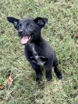 Dedra -  Chiweenie and Chihuahua Dog for Adoption - Dedra | PetCurious