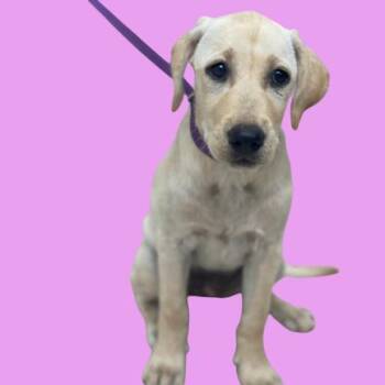 Biscuit -  Labrador Retriever and Mixed Breed Dog for Adoption in Tuscaloosa, Alabama - Biscuit | PetCurious