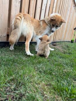 Rescue Shepherd and Husky Dogs for Adoption in Cambridge, Ontario - Lollipop | PetCurious