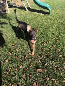 Gemma Bean -  Shepherd Dog for Adoption in Homewood, Illinois - Gemma Bean | PetCurious