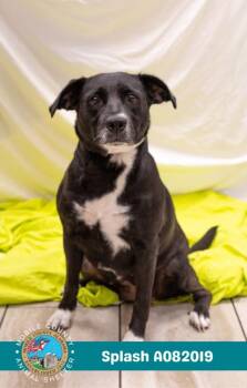 Rescue Labrador Retriever and Mixed Breed Dogs for Adoption in Mobile, Alabama - SPLASH | PetCurious