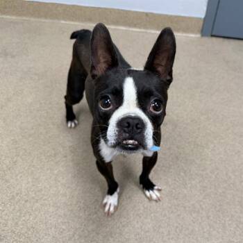 PLUTO -  Boston Terrier Dog for Adoption in Aurora, Colorado - PLUTO | PetCurious