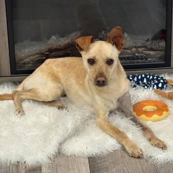 Chihuahua and Mixed Breed Dogs Available for Adoption - Gordon  | PetCurious