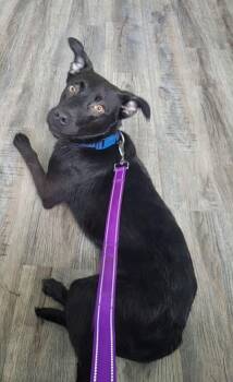 Retriever Dogs Available for Adoption - Chaos | PetCurious