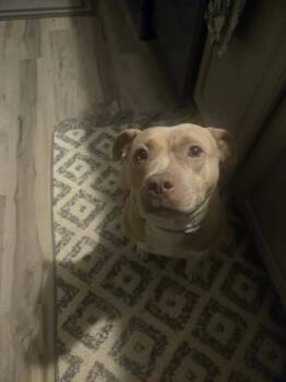 Posha -  Mixed Breed Dog for Adoption - Posha | PetCurious