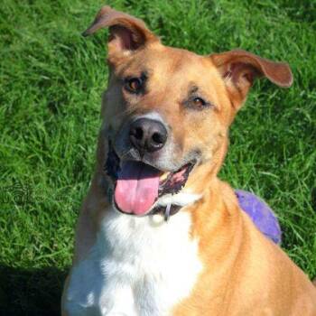 Mixed Breed Dogs Available for Adoption in Dubuque, Iowa - Buster | PetCurious