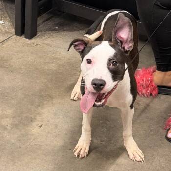 Henny -  Terrier Dog for Adoption in Tampa, Florida - Henny | PetCurious