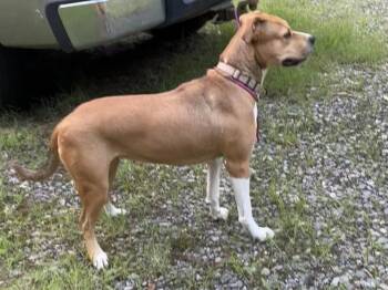 Buttercup -  Pit Bull Terrier Dog for Adoption in Boston, Massachusetts - Buttercup | PetCurious