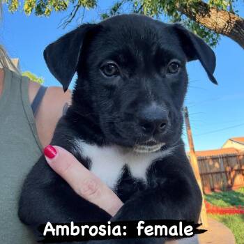 Ambrosia -  Pit Bull Terrier Dog for Adoption in Lincoln, California - Ambrosia | PetCurious