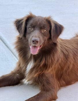 SADIE -  Australian Shepherd Dog for Adoption in Southaven, Mississippi - SADIE | PetCurious