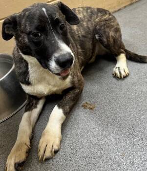Mixed Breed Dogs Available for Adoption in Hillsdale, Indiana - Moose | PetCurious