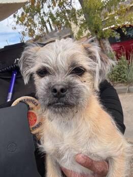 Rescue Pug and Terrier Dogs for Adoption in El Paso, Texas - 59837405 | PetCurious