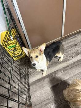 Rescue Corgi Dogs for Adoption in Alma, Michigan - Ruby | PetCurious