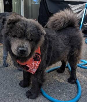 Rescue Chow Chow Dogs for Adoption in Sacramento, California - Ming! | PetCurious