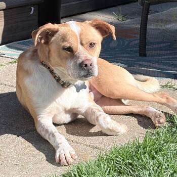 Mixed Breed Dogs Available for Adoption in Madison, Wisconsin - Figaro | PetCurious