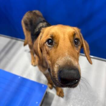 Cooper KCAC #356.26 -  Hound and Mixed Breed Dog Available for Adoption in Kerrville, Texas - Cooper KCAC #356.26 | PetCurious
