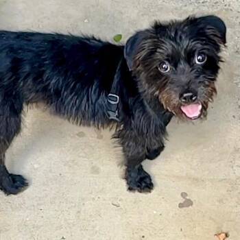 Rescue Brussels Griffon Dogs for Adoption in Villa Park, California - Gizmo | PetCurious