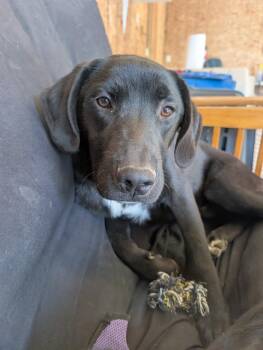 Rescue Labrador Retriever Dogs for Adoption in Pagosa Springs, Colorado - Toby | PetCurious