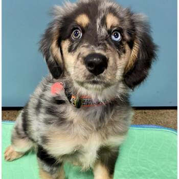 Patty -  Australian Shepherd Dog for Adoption in Portland, Oregon - Patty | PetCurious