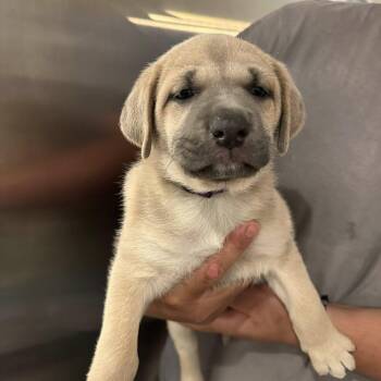 Mastiff and Australian Cattle Dog Blue Heeler Dogs Available for Adoption in Agua Dulce, California - Grape Ape | PetCurious