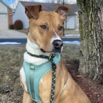 Yellow Labrador Retriever and Boxer Dogs Available for Adoption - Elliot | PetCurious