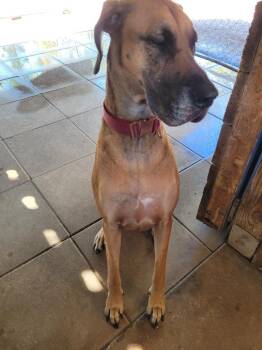 Great Dane Dogs Available for Adoption - Scarlet | PetCurious