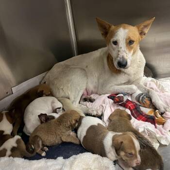 Foxy -  Shepherd and Hound Dog for Adoption in San Antonio, Texas - Foxy | PetCurious
