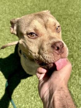 Mixed Breed Dogs Available for Adoption in Wichita, Kansas - Burger | PetCurious