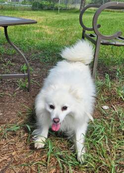 Myia of Elk Mound, WI -  American Eskimo Dog Dog for Adoption - Myia Of Elk Mound, WI | PetCurious