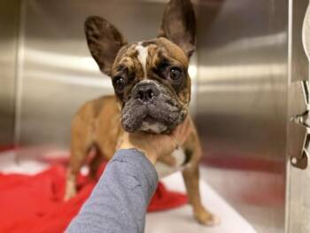 KENDAL -  French Bulldog Dog for Adoption in Doral, Florida - KENDAL | PetCurious