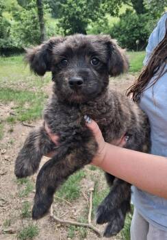 Buddy -  Poodle and Pomeranian Dog for Adoption in Staatsburg, New York - Buddy | PetCurious