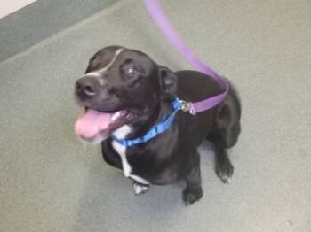 Mixed Breed Dogs Available for Adoption in Fairfax, Virginia - Reagan | PetCurious