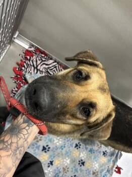 Campari -  German Shepherd Dog and Mixed Breed Dog for Adoption in Fresno, California - Campari | PetCurious